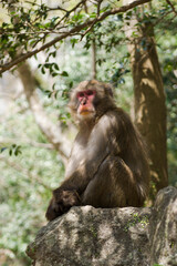 Obraz premium Scenery around Minoh Park in Osaka,Japan. There is a Japanese monkey.