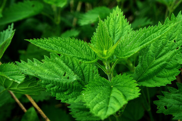 Fototapeta na wymiar nettle crown juicy and young close up