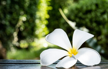 White flowers on the wooden table in the garden