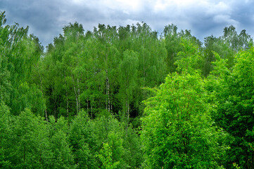 Fototapeta premium Russia forest general plan on the background of a gloomy sky