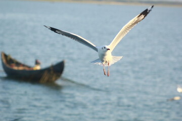seagull flying in the sky