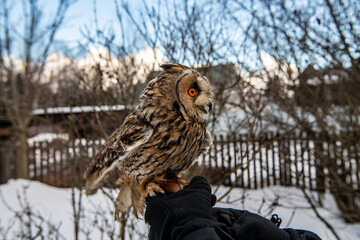 long-eared owl with big brown eyes looks around on a background of snow 