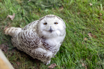 A portrait of a snowy owl