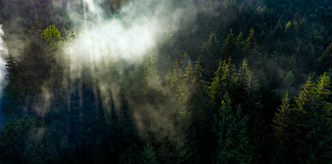 Fototapeta na wymiar Pine tree tops with fog seen from a drone.