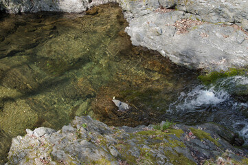 Scenery around Minoh Park in Osaka,Japan.The water in the river is clean. 