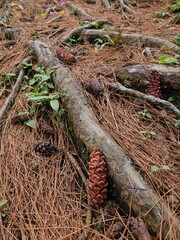 some pine cones that fell near the root of the pine tree.