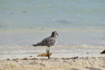 seagull on the beach