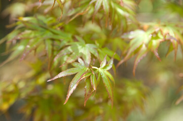 There are green maple leaves. 