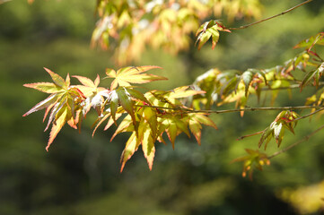 There are green maple leaves. 