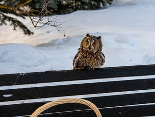long-eared owl with big brown eyes looks around on a background of snow 