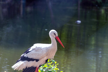A stork close to a lake