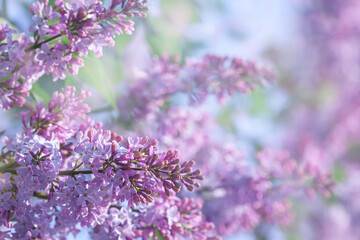 Background of lilac branches blooming. Spring flowering of a lilac bush. Soft lilac flowers on a...