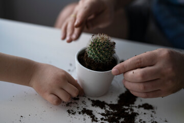 Transplanting the mamillaria cactus into a pot. The child helps. Family lesson. 