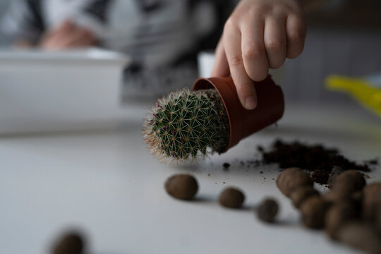 Mamillaria cactus transplant. The child helps. Family lesson.