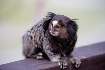 O sagui-de-tufos-pretos, mico-estrela ou simplesmente sagui é uma espécie de macaco do Novo Mundo...