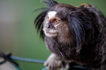 O sagui-de-tufos-pretos, mico-estrela ou simplesmente sagui é uma espécie de macaco do Novo Mundo e gênero Callithrix, da família Callitrichidae. É endêmico do Brasil. 
