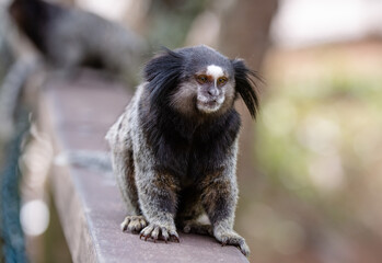 O sagui-de-tufos-pretos, mico-estrela ou simplesmente sagui é uma espécie de macaco do Novo Mundo e gênero Callithrix, da família Callitrichidae. É endêmico do Brasil. 
