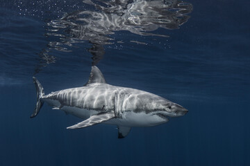 Great white shark underwater