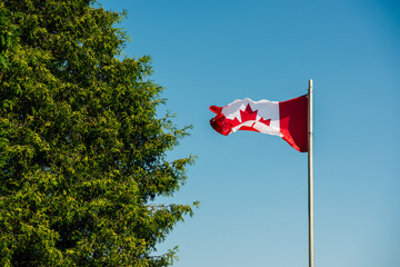 Canadian flag against clear sky and tree
