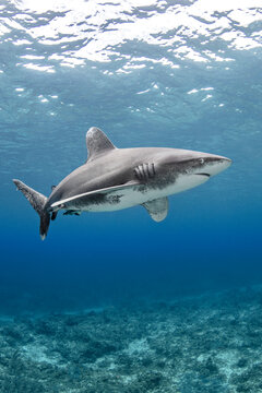 Oceanic whitetip shark swimming underwater
