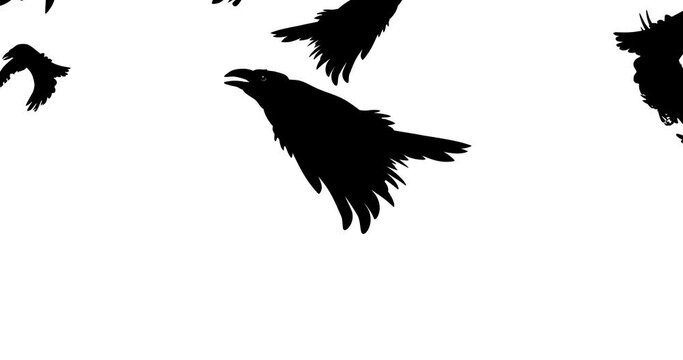 Black background from crows with alpha channel. The crows fly in different directions and a transparent background remains. The birds fly away and the background remains transparent. 4k animation