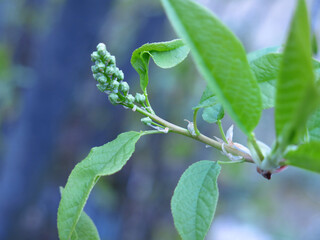 bird cherry blossoms in spring, buds on the tree