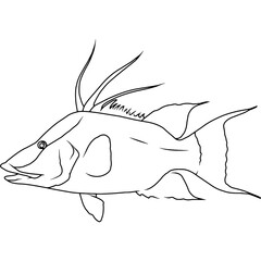 Obraz premium Hogfish Hand sketched, hand drawn vector clipart