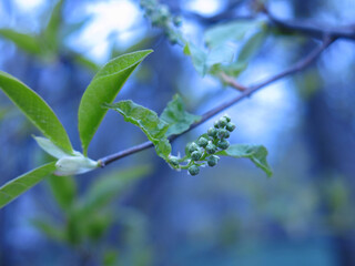 bird cherry blossoms in spring, buds on the tree