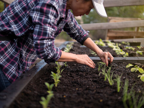 Australia, Melbourne, Woman planting seedlings at community garden