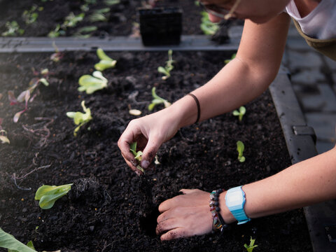 Australia, Melbourne, Close-up of woman planting seedlings at community garden
