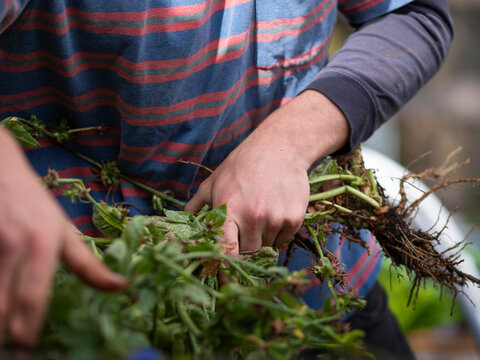 Australia, Melbourne, Close-up of mans hands holding plants