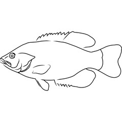 Rock Bass Hand sketched, hand drawn vector clipart