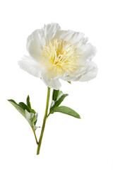 Elegant peony flower with white petals and yellow stamens isolated on white background.