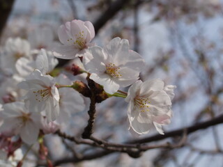Obraz premium Cherry blossoms full bloom in Ueno Park, Tokyo