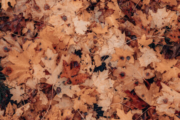Golden multicolored wet maple leaves cover in autumn forest or park