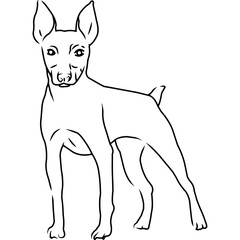 Toy Fox Terrier Hand sketched, hand drawn vector clipart