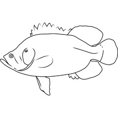 Tripletail Hand sketched, hand drawn vector clipart