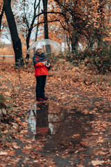 An adult woman in warm clothes with a transparent umbrella walks through the forest. Beautiful autumn landscape with yellow trees are reflected in a clear water puddle. Colorful foliage in the park.