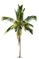 Coconut palm tree isolated on white background, Palm Tree Against White Background.