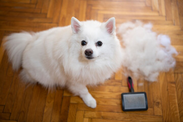 German spitz pomeranian dog sitting on the floor with pile of wool, hair and grooming tool or...
