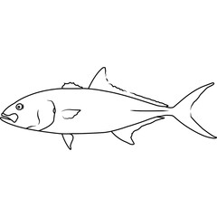 Fototapeta premium Amberjack Hand sketched, hand drawn vector clipart
