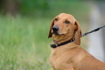 Portrait of a dachshund in a collar on a leash on a background of grass in summer