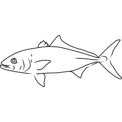 Banded Rudderfish Hand sketched, hand drawn vector clipart
