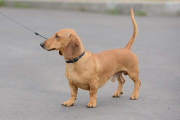 Dachshund dog in a leash and in a collar in profile stands on the road and looks into the distance