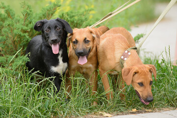 Three mongrel mongrel puppies on a leash in the grass for a walk, black and red puppies
