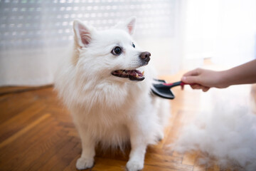 Female hand with furminator combing German spitz pomeranian dog fur, closeup. A pile of wool, hair and grooming tool in background. Concept of seasonal pet molting, dog and cat care at home.