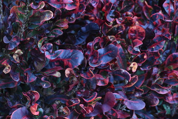 blue and red plant