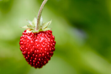 Macrofototgrafia de una fresa silvestre con fondo verde