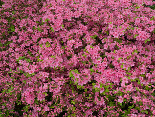 Obraz na płótnie Canvas Panorama of Pink Azaleas in Bloom