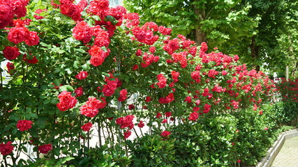 Red Roses on the Apartment Residence Wall in Spring